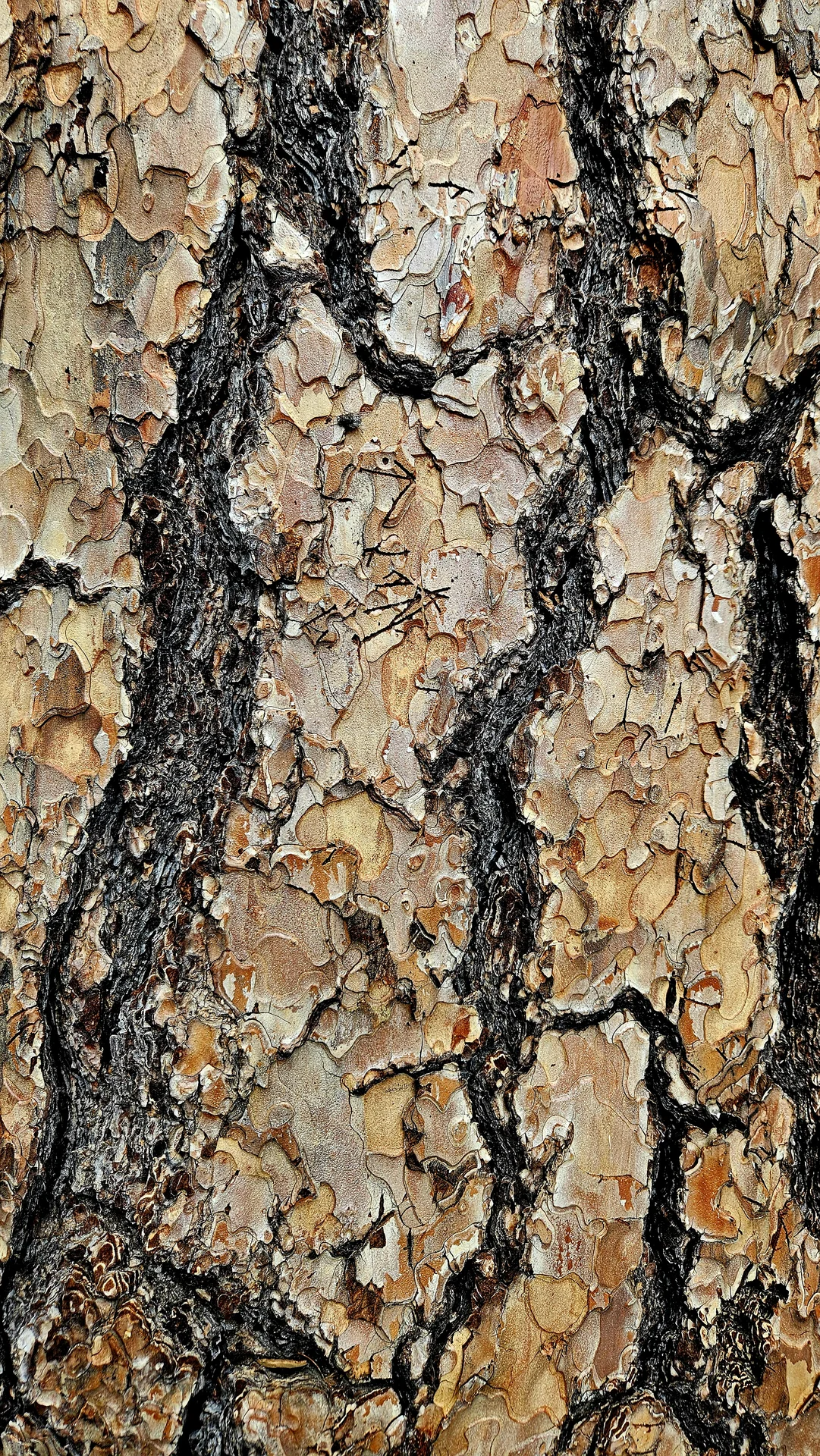 Shot on Samsung Galaxy S23+