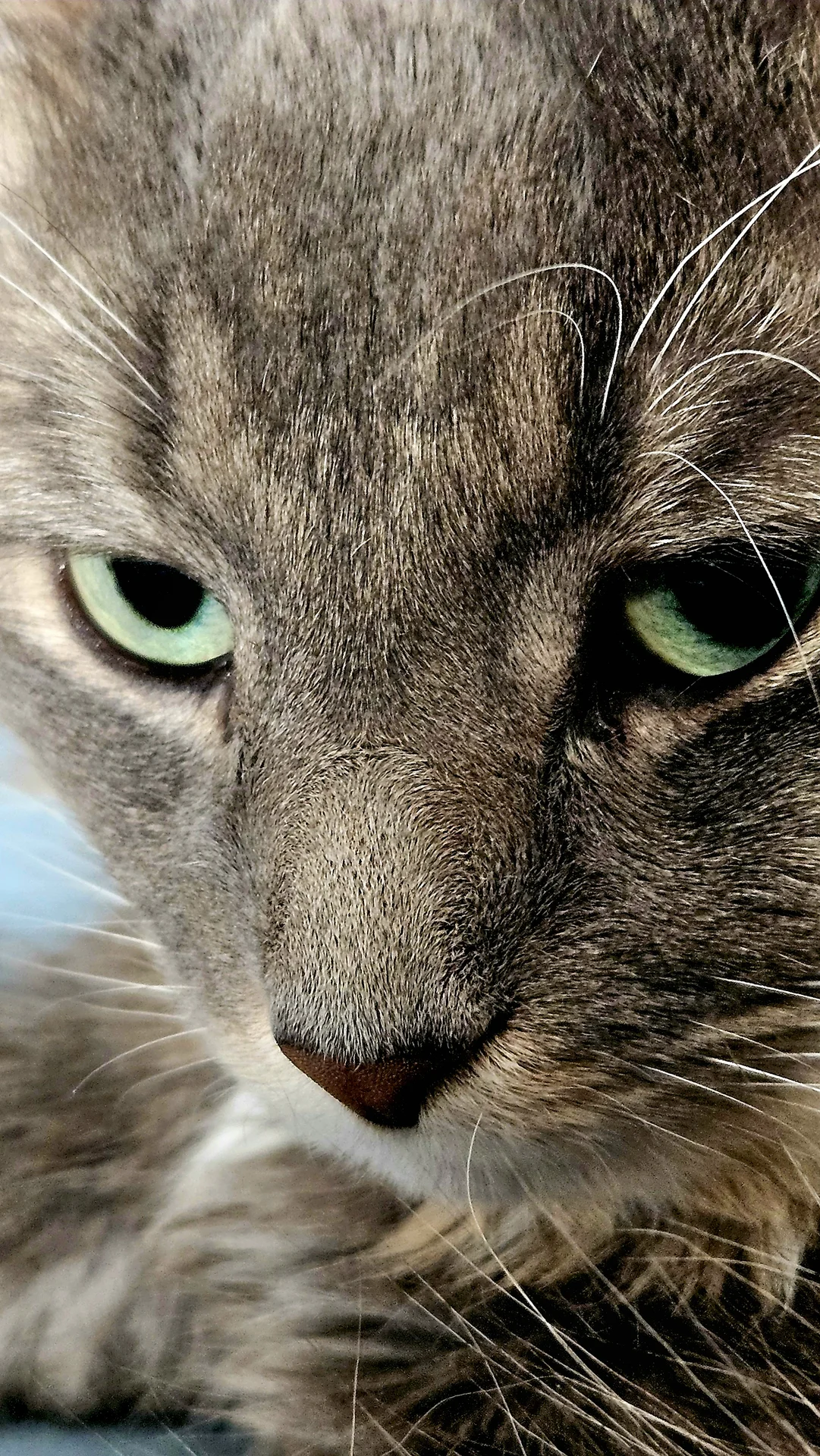 Shot on Samsung Galaxy S23+ - Green Theme